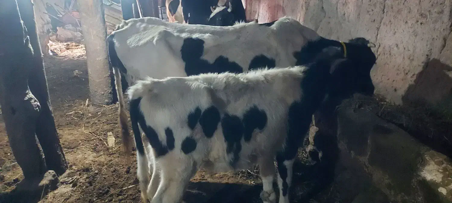 گاو شیر دهی بچه دار|حیوانات مزرعه|مشگین شهر, |دیوار