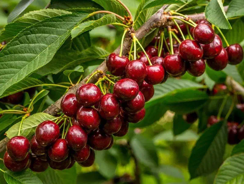 خرید نهال آلبالو پربارسیگانی نهالستان آرمین قاسمی|گل و گیاه طبیعی|بوکان, |دیوار