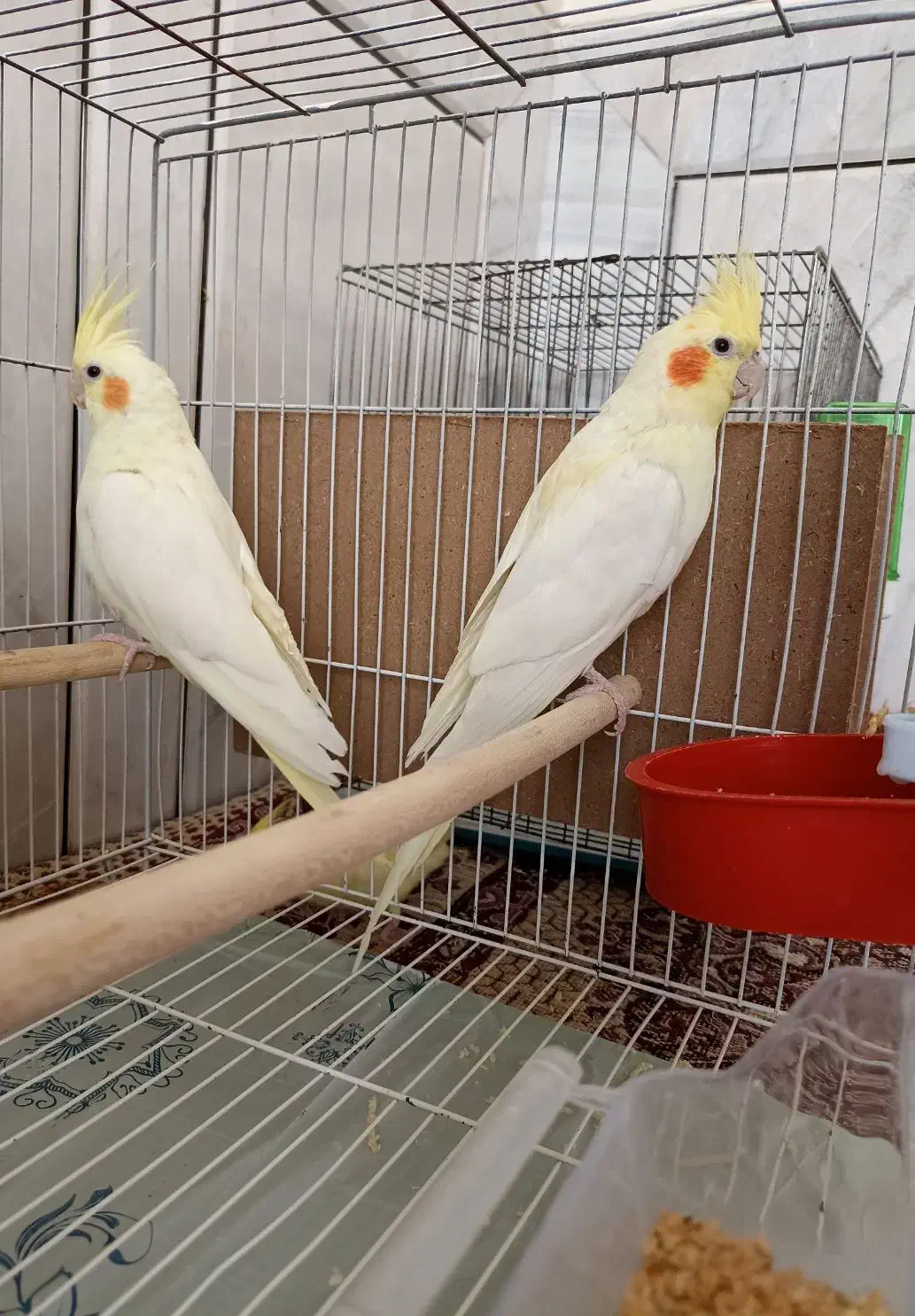 عروس هلندی لوتینو|پرنده|فولادشهر, زاینده رود|دیوار