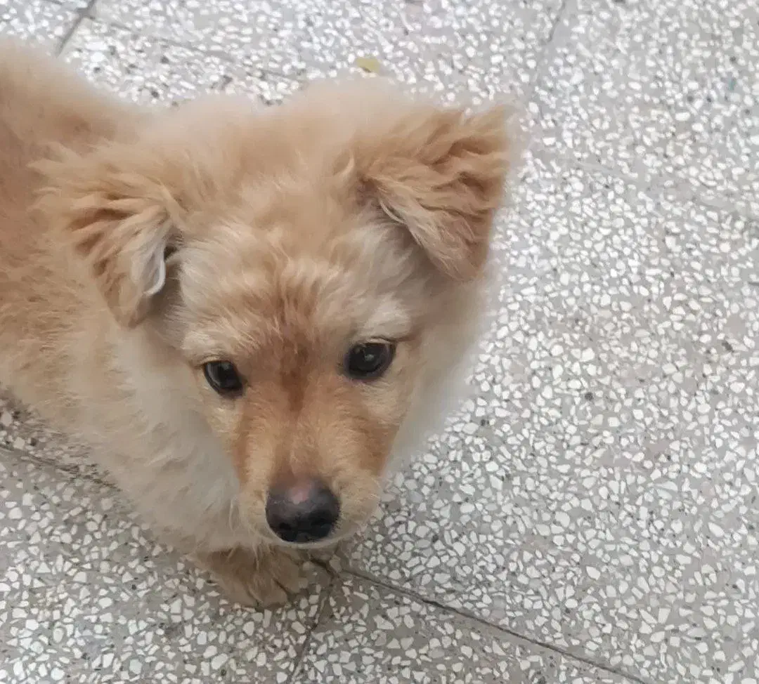 سگ پامر|سگ|بیرجند, |دیوار