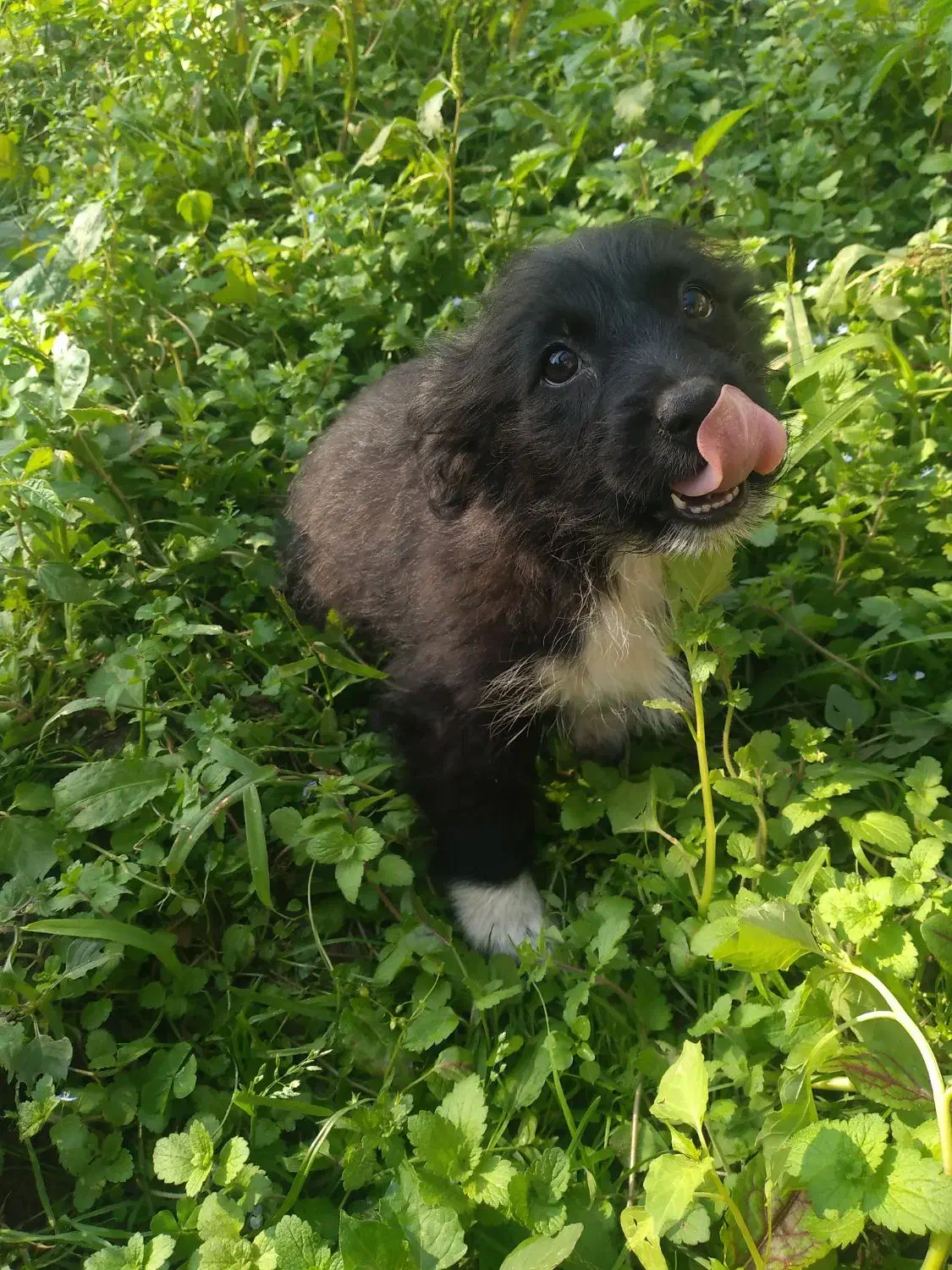 سگ پاکوتاه شیتزو اشپیتز پامریین|سگ|رودسر, |دیوار