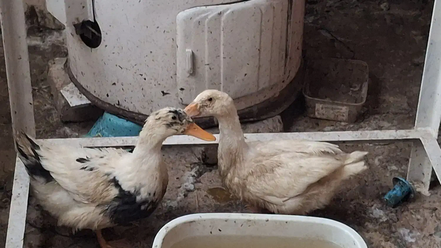 اردک|حیوانات مزرعه|تهران, ازگل|دیوار