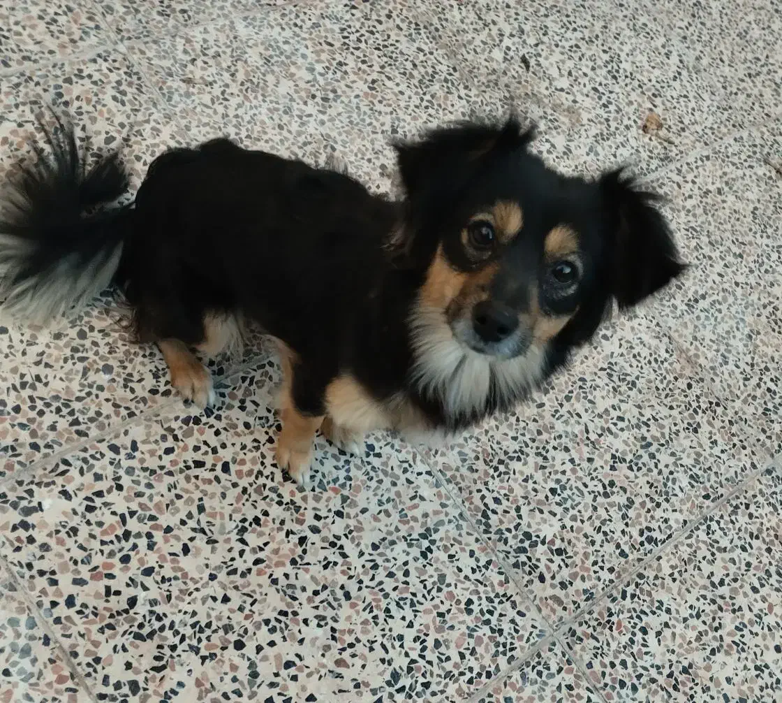 میکس پامر و شیتزو|سگ|کرمان, |دیوار