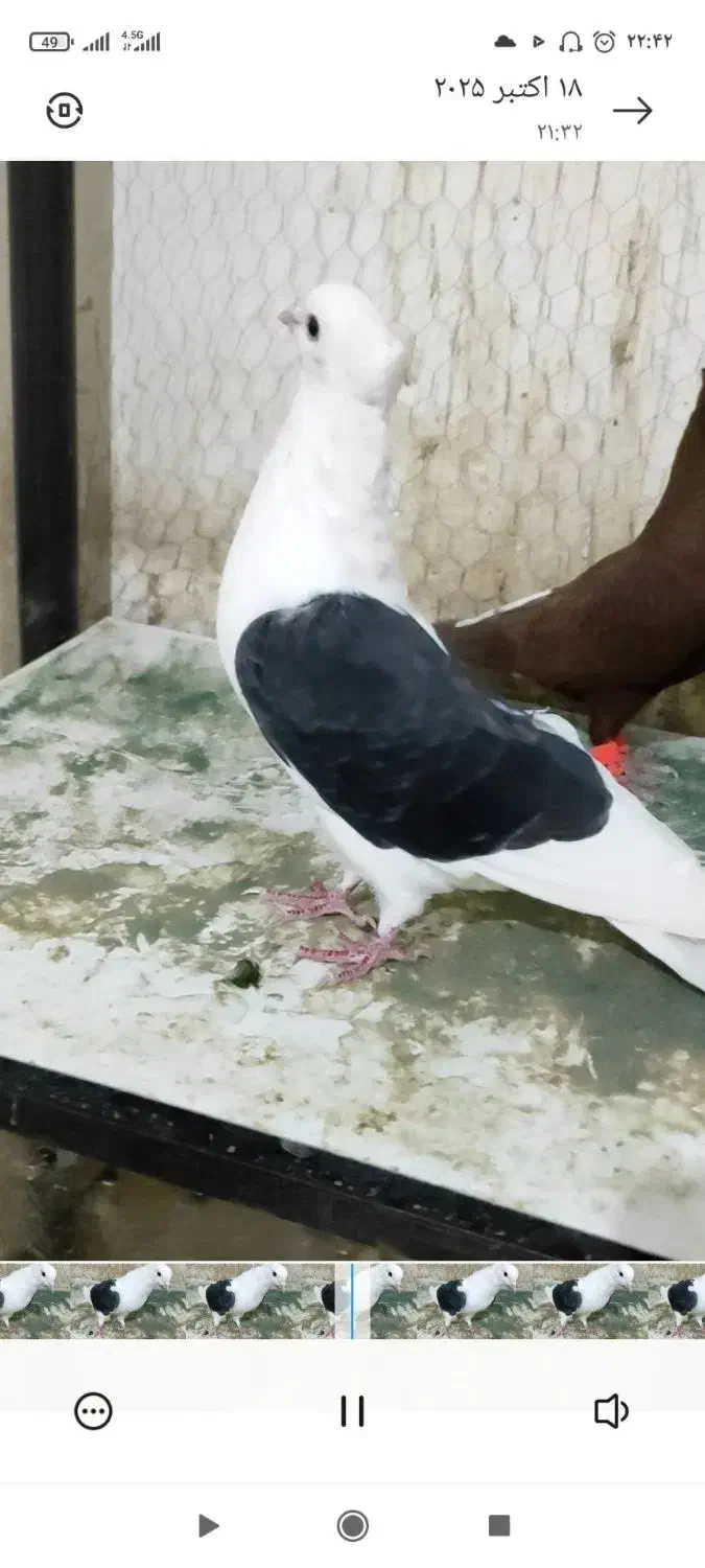 پشت کاکلی نر|پرنده|فرح دشت, |دیوار