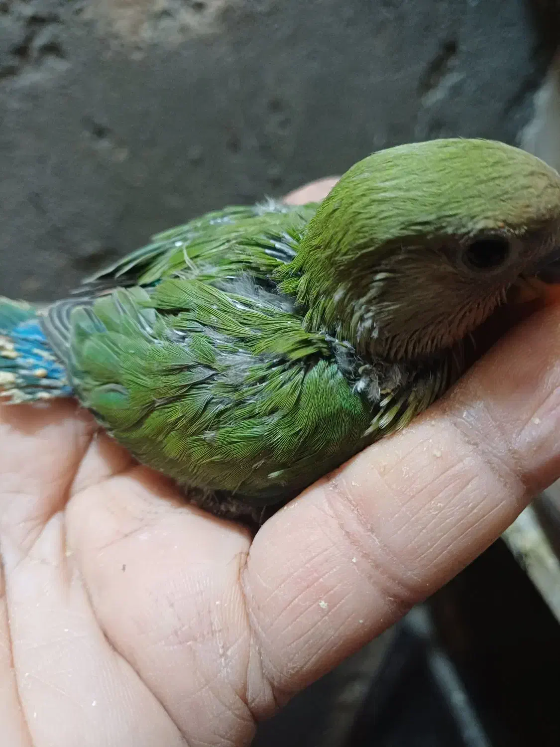 طوطی سرلاکی|پرنده|شوش, |دیوار