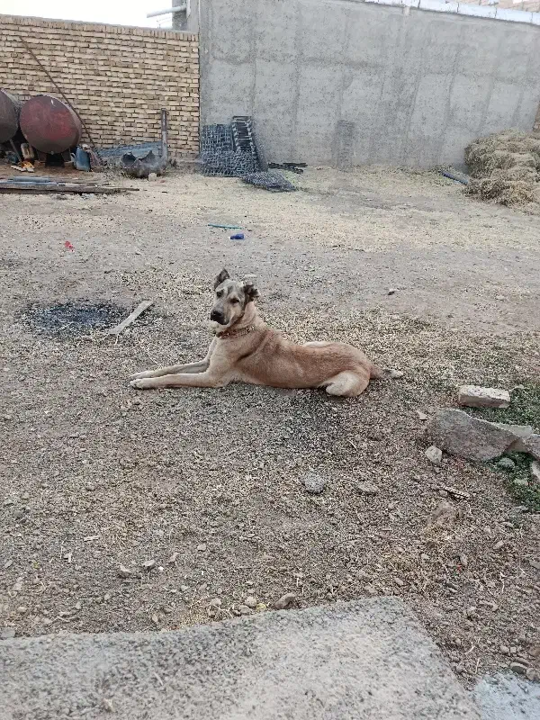 توله سگ سرابی|سگ|آوج, |دیوار