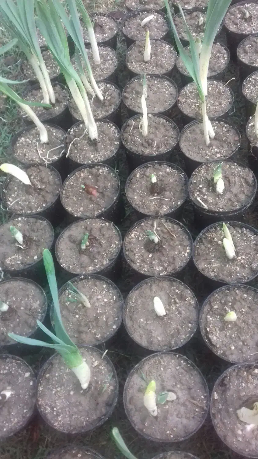 گل نرگس گلدانی|گل و گیاه طبیعی|گنبد کاووس, |دیوار