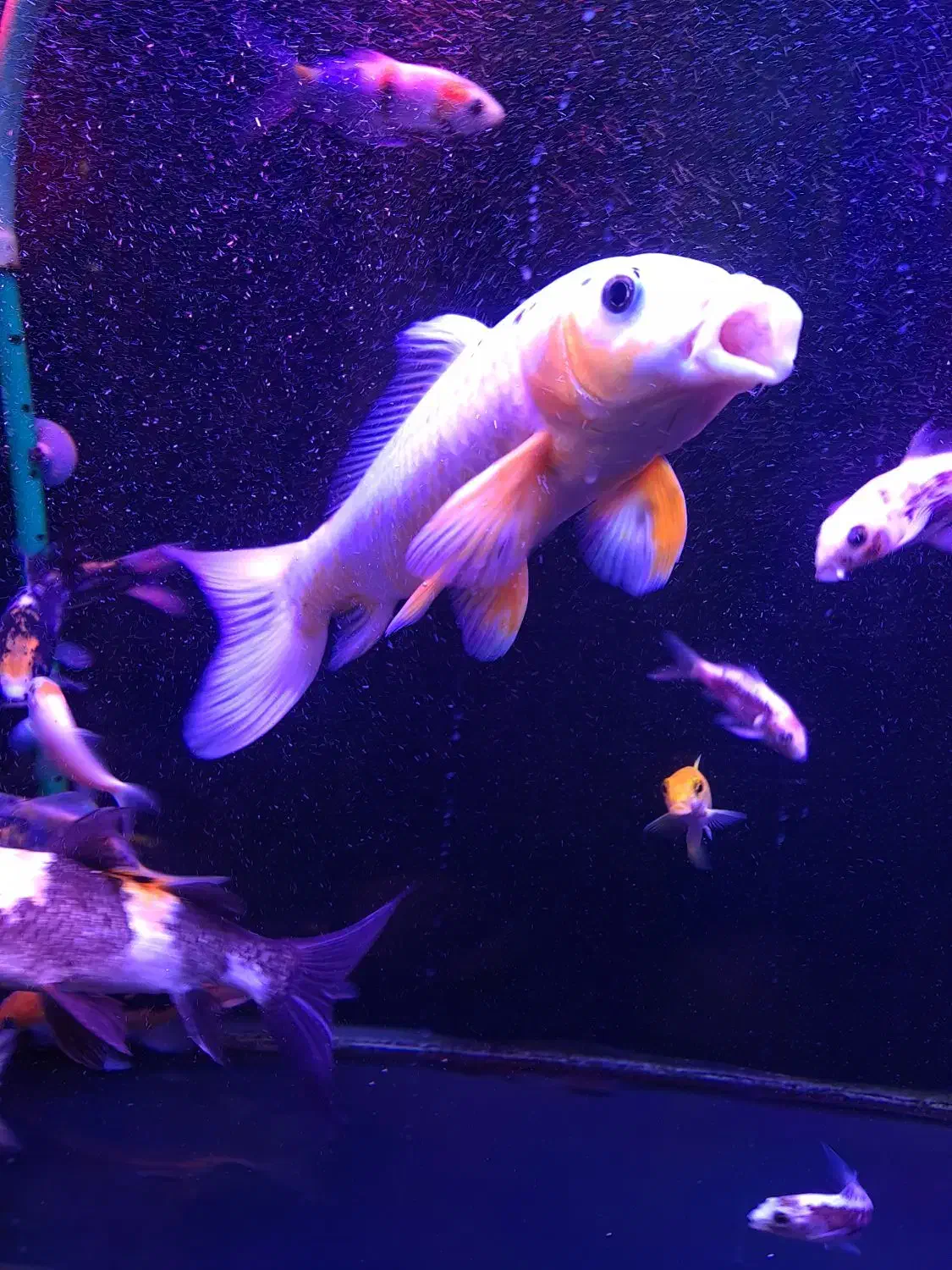 ماهی کوی|ماهی|تهران, پونک|دیوار