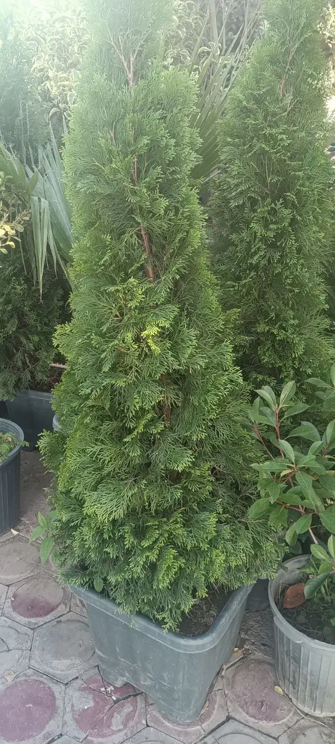 خدمات باغبانی|خدمات باغبانی و درختکاری|قم, پردیسان|دیوار