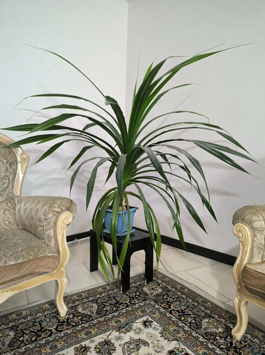 گل پاندانوس 7ساله|گل و گیاه طبیعی|قم, انسجام|دیوار