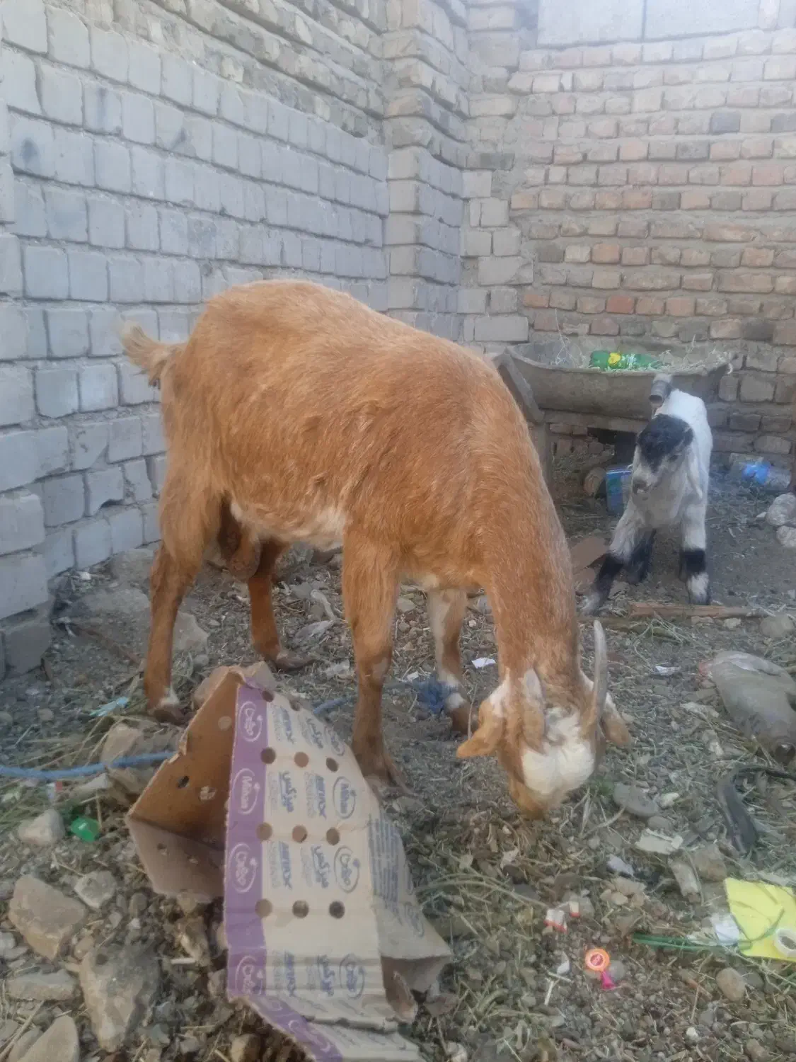 بز سه قلو زا|حیوانات مزرعه|ایرانشهر, |دیوار