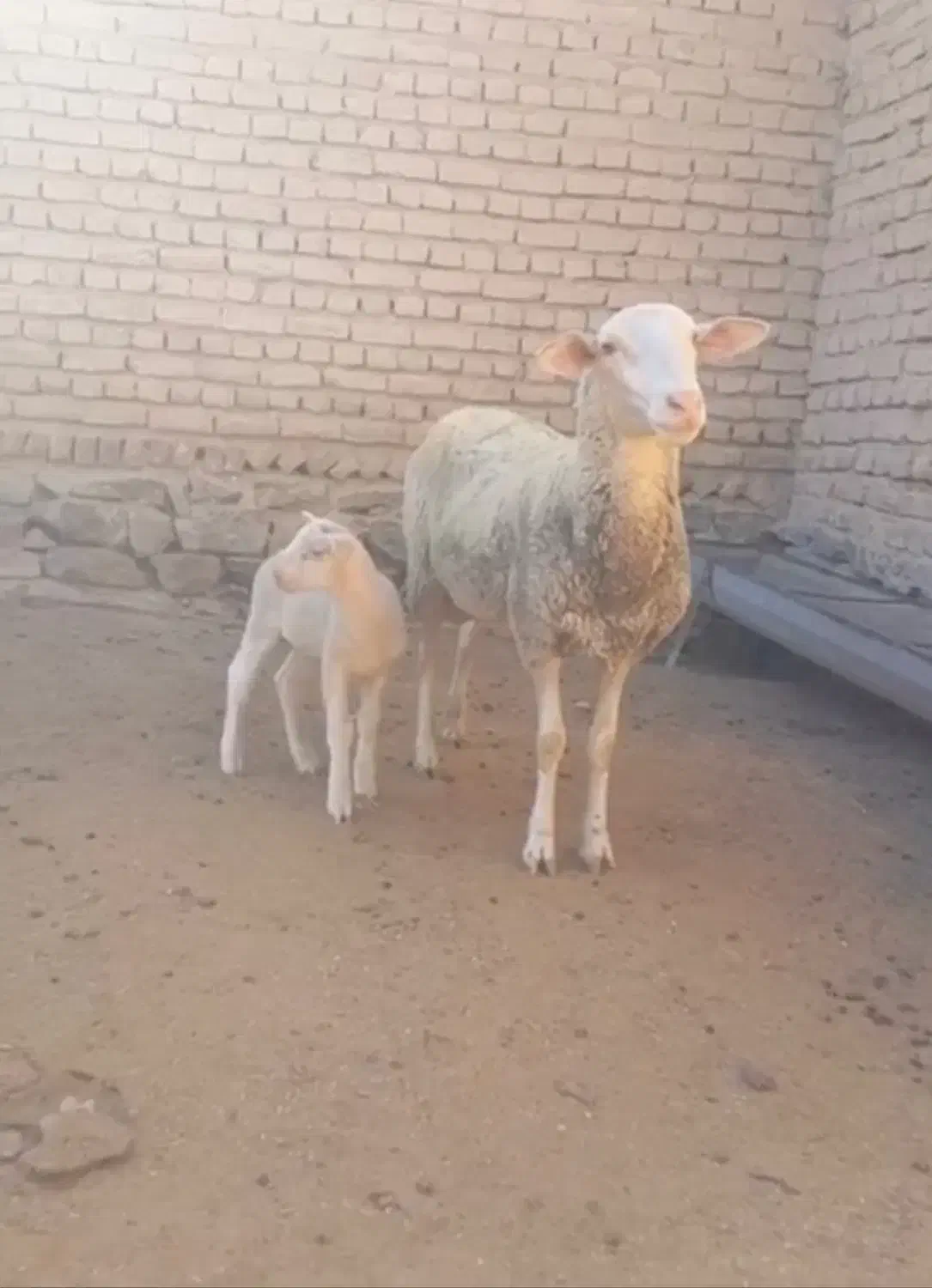 میش لاکن فرانسه|حیوانات مزرعه|بجنورد, |دیوار