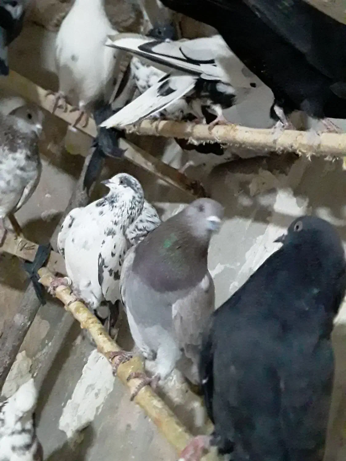 حدودا۳۰تا کفتر تهرانی ازاصفهان|پرنده|مشهد, شهید بصیر|دیوار