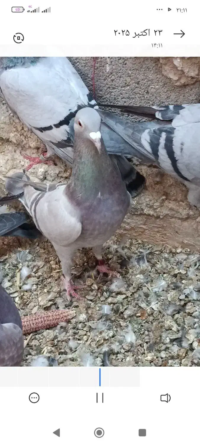 سوسنی پلاکی کفتر|پرنده|سیدان, |دیوار