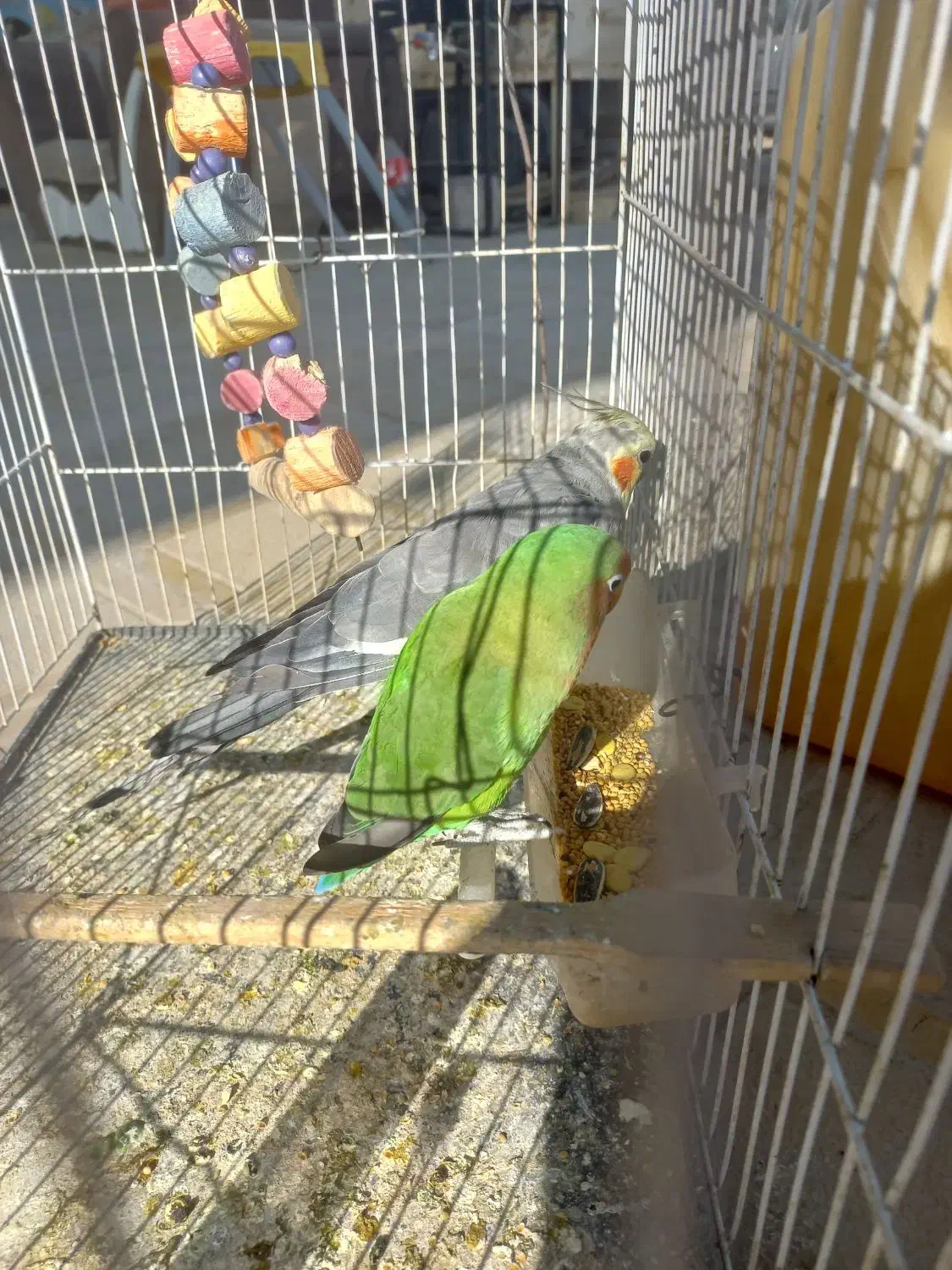 عروس هلندی و کوتوله سخنگو|پرنده|زاهدان, |دیوار