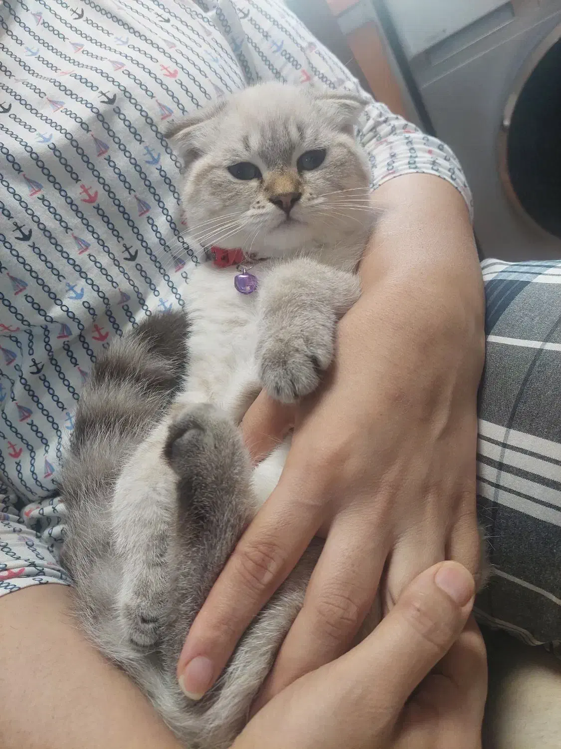 واگذاری گربه اسکاتیش بریتیش|گربه|چالوس, |دیوار