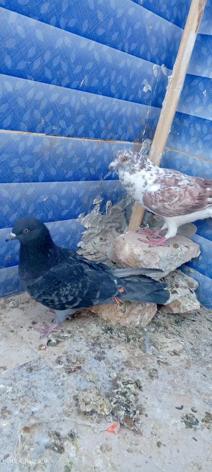 کبوتر|پرنده|سراوان, |دیوار