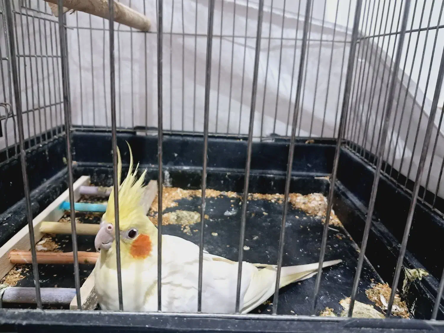 عروس هلندی|پرنده|نسیمشهر, |دیوار