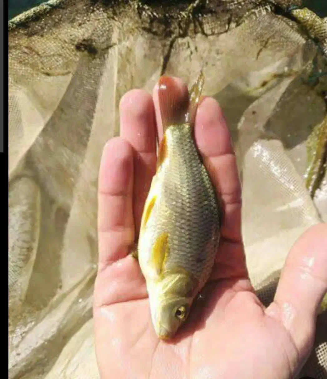 ماهی کپور طلایی|ماهی|مشگین شهر, |دیوار