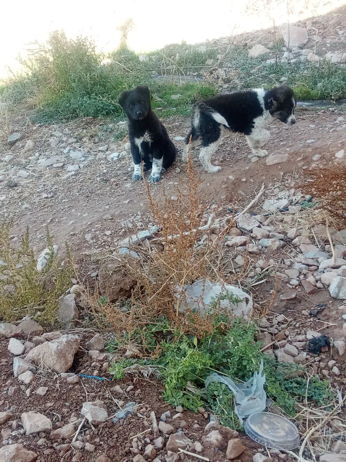 واگذاری توله قدرجونی|سگ|درودزن, |دیوار