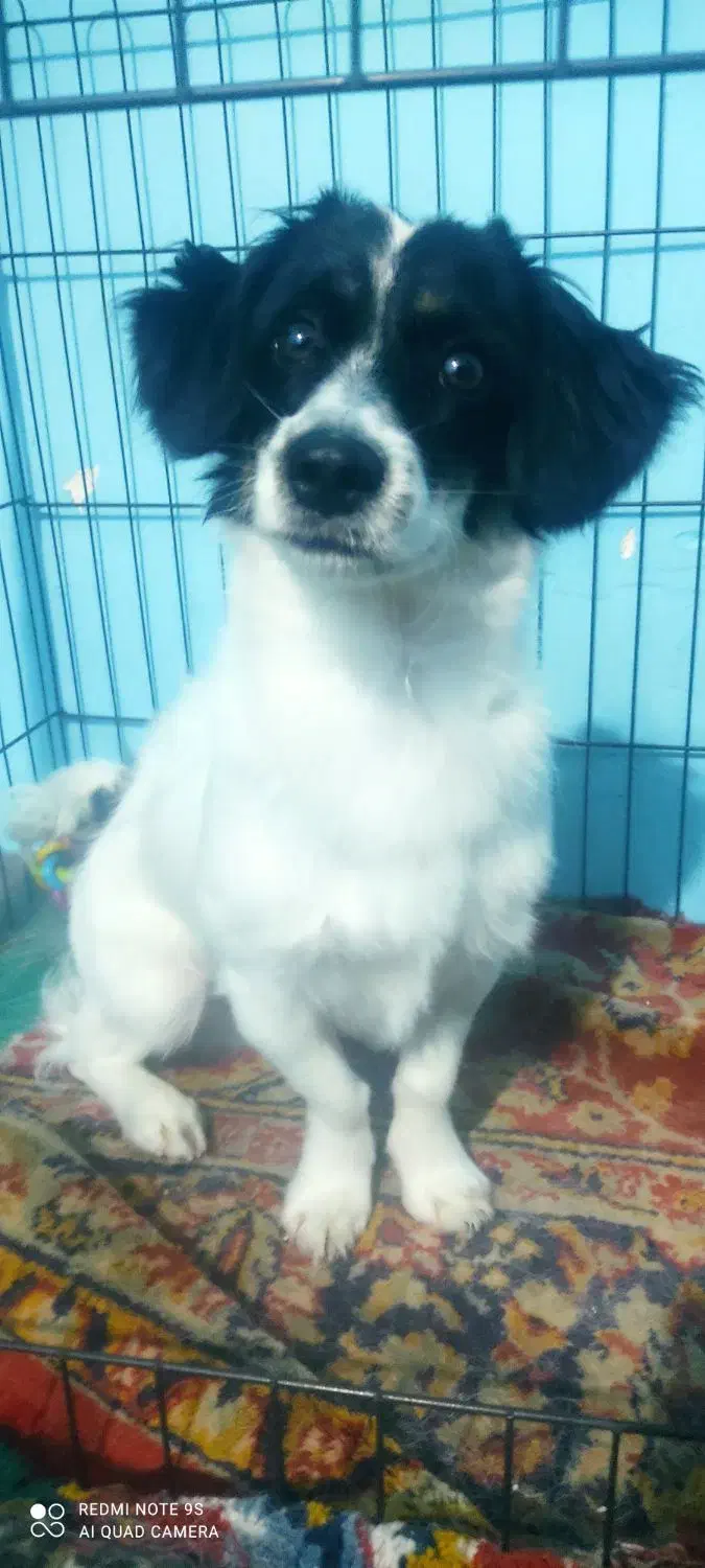 گمشده لطفا اطلاع بدین|سگ|شوشتر, |دیوار