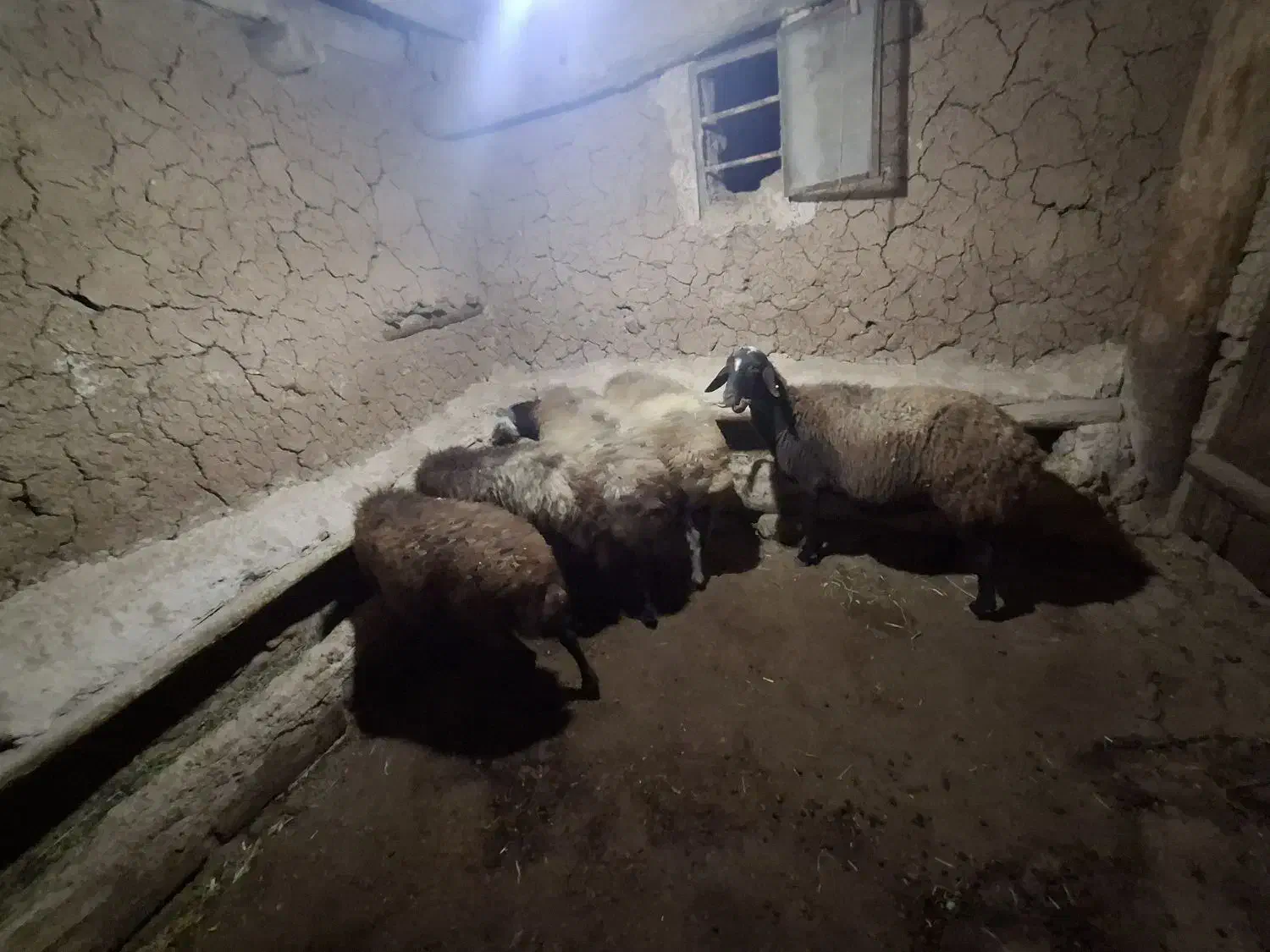 گوسفند ماده|حیوانات مزرعه|ماهنشان, |دیوار