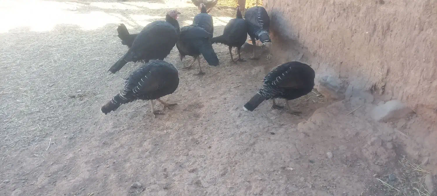 بوقلمون|حیوانات مزرعه|فیروزه, |دیوار