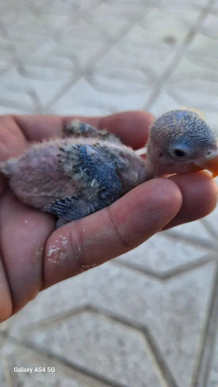 جوجه کوتوله فیشر|پرنده|تربت جام, پاسداران|دیوار