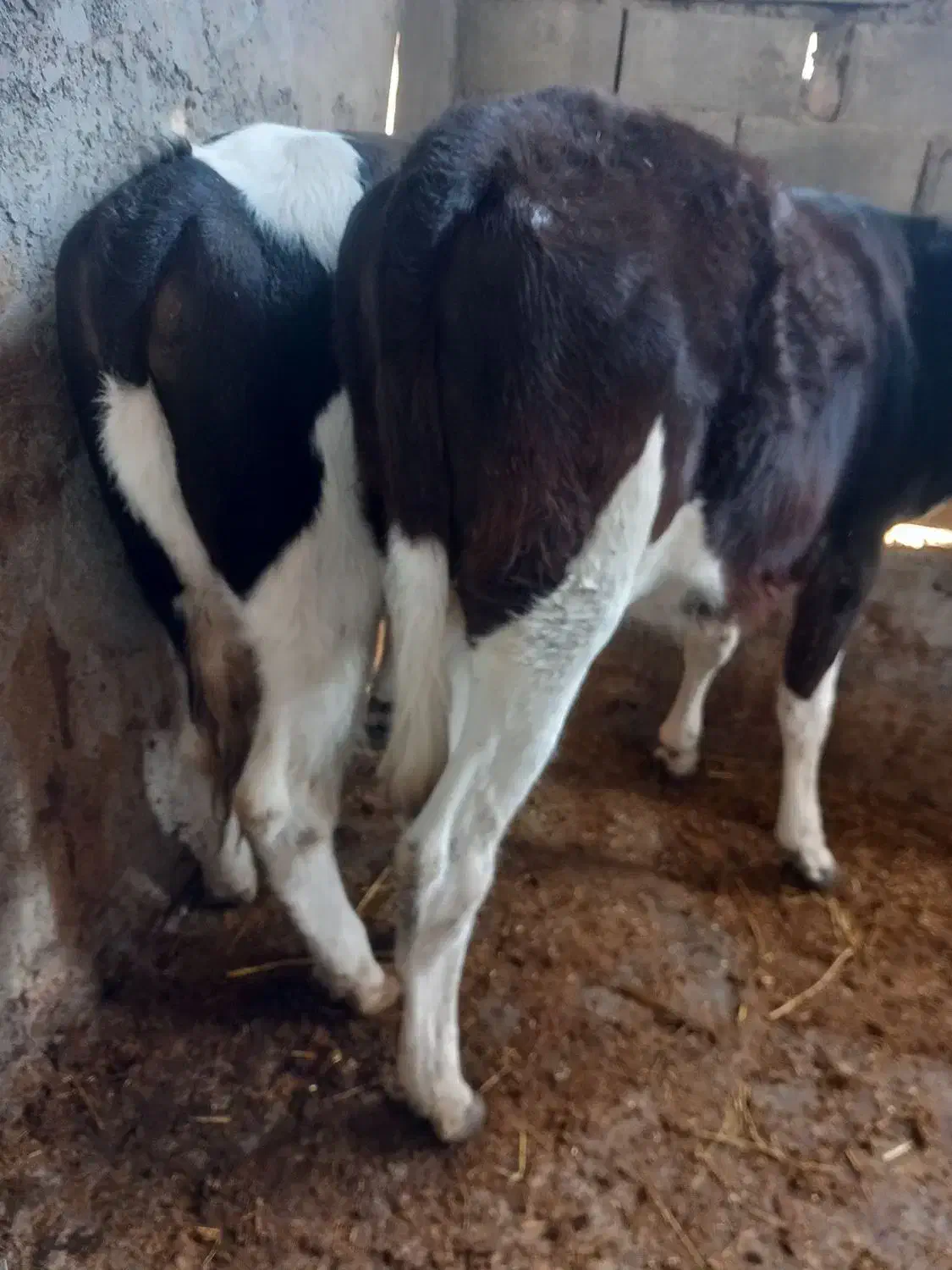 گوساله|حیوانات مزرعه|گرگان, |دیوار