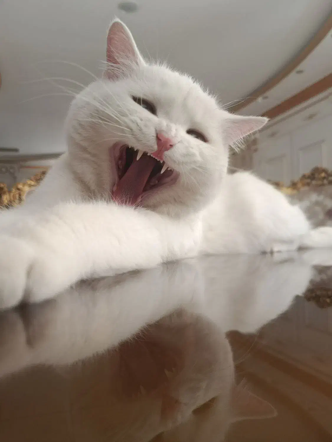 گربه بریتیش|گربه|ارومیه, |دیوار