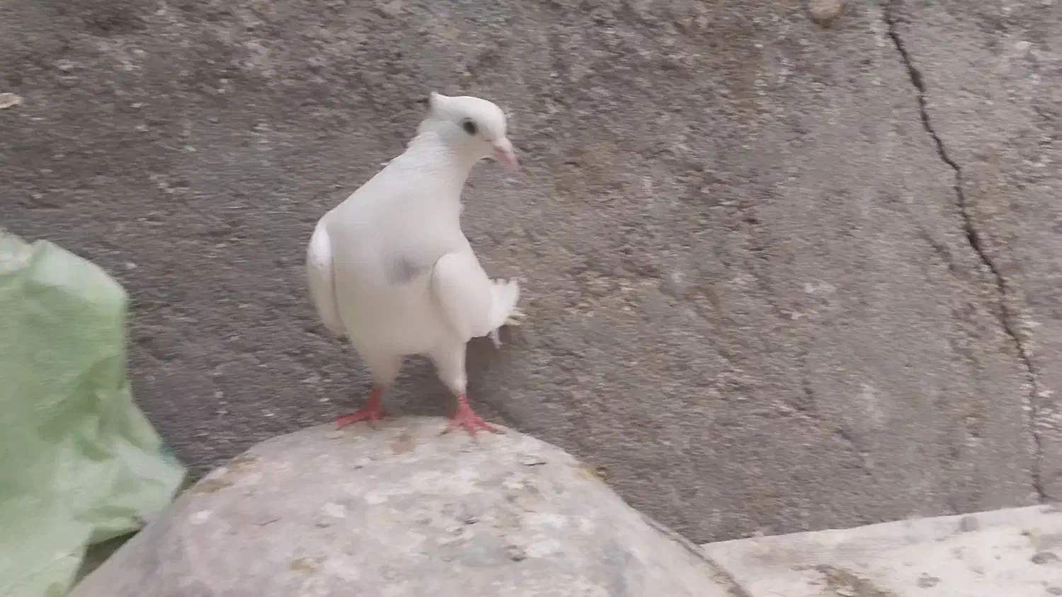 کفتر طوقی|پرنده|تربت جام, تیپ ۳۸ زرهی تربت جام|دیوار