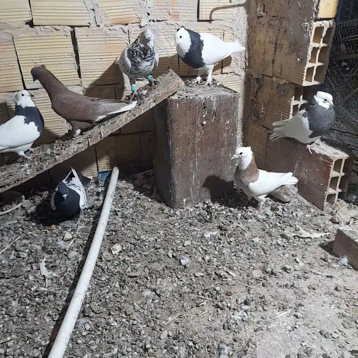 کبوتران امیر|پرنده|فردوس (خراسان), |دیوار