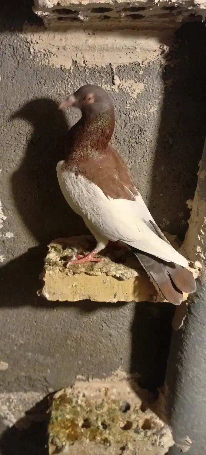 نریهودی|پرنده|بروجرد, |دیوار