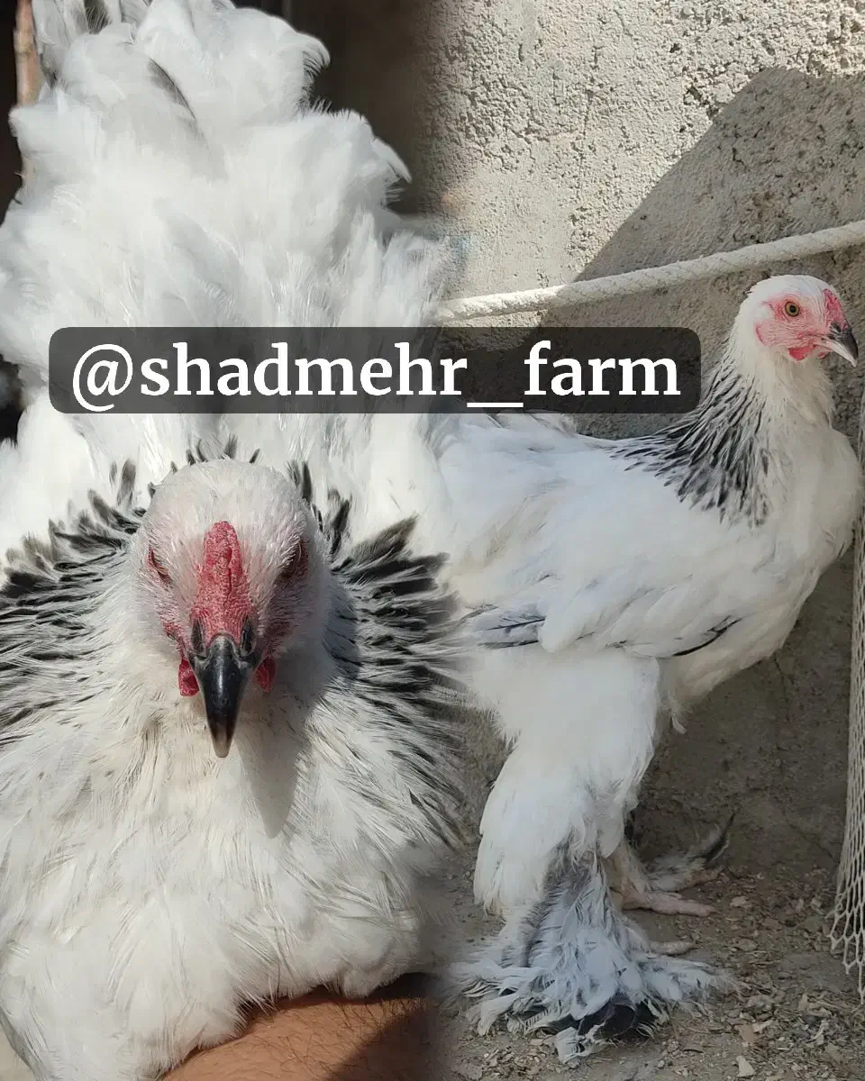 مرغ خروس و جوجه برهما لایت بلو بوف پاتریچ پورسلن|حیوانات مزرعه|مشهد, امیر|دیوار