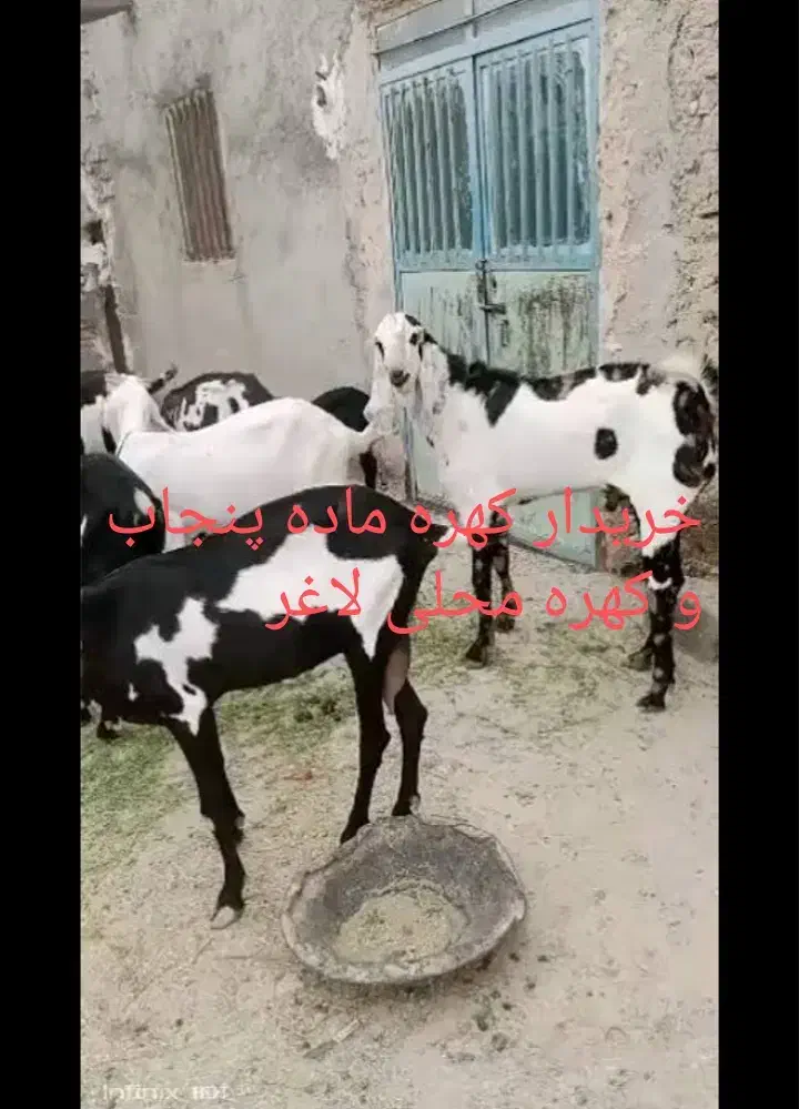 کهره پنجاب|حیوانات مزرعه|داراب, |دیوار