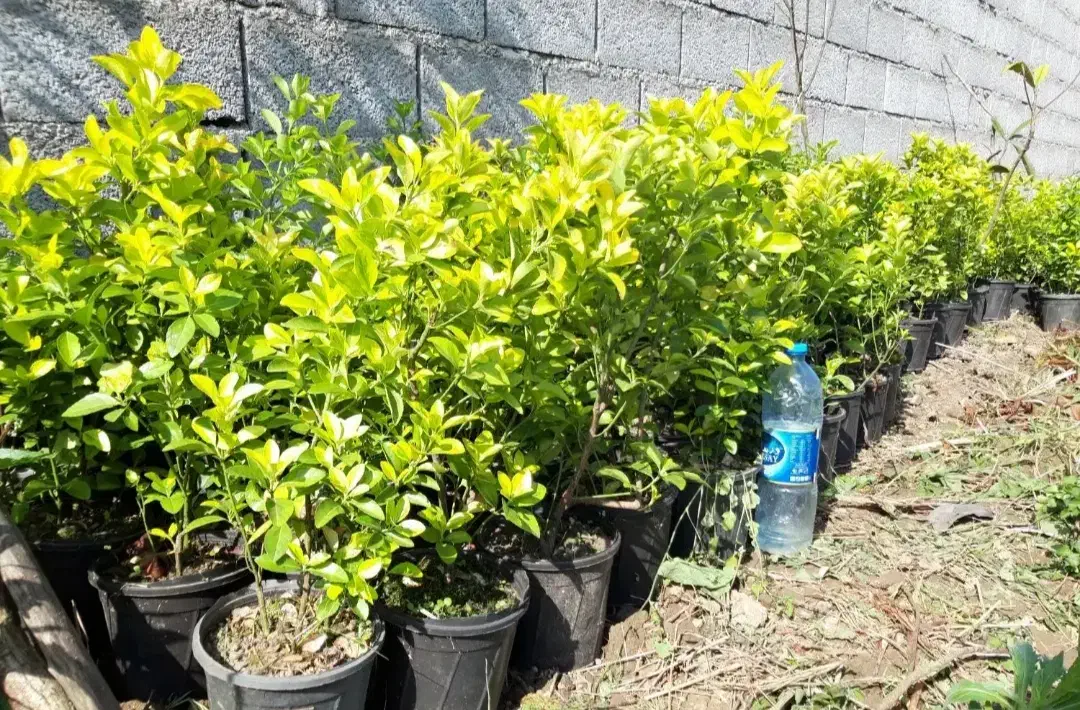 نهال های سرسبز داخل گلدان شمشاد مناسب باغ شهری ها|خدمات باغبانی و درختکاری|شیراز, دروازه اصفهان|دیوار