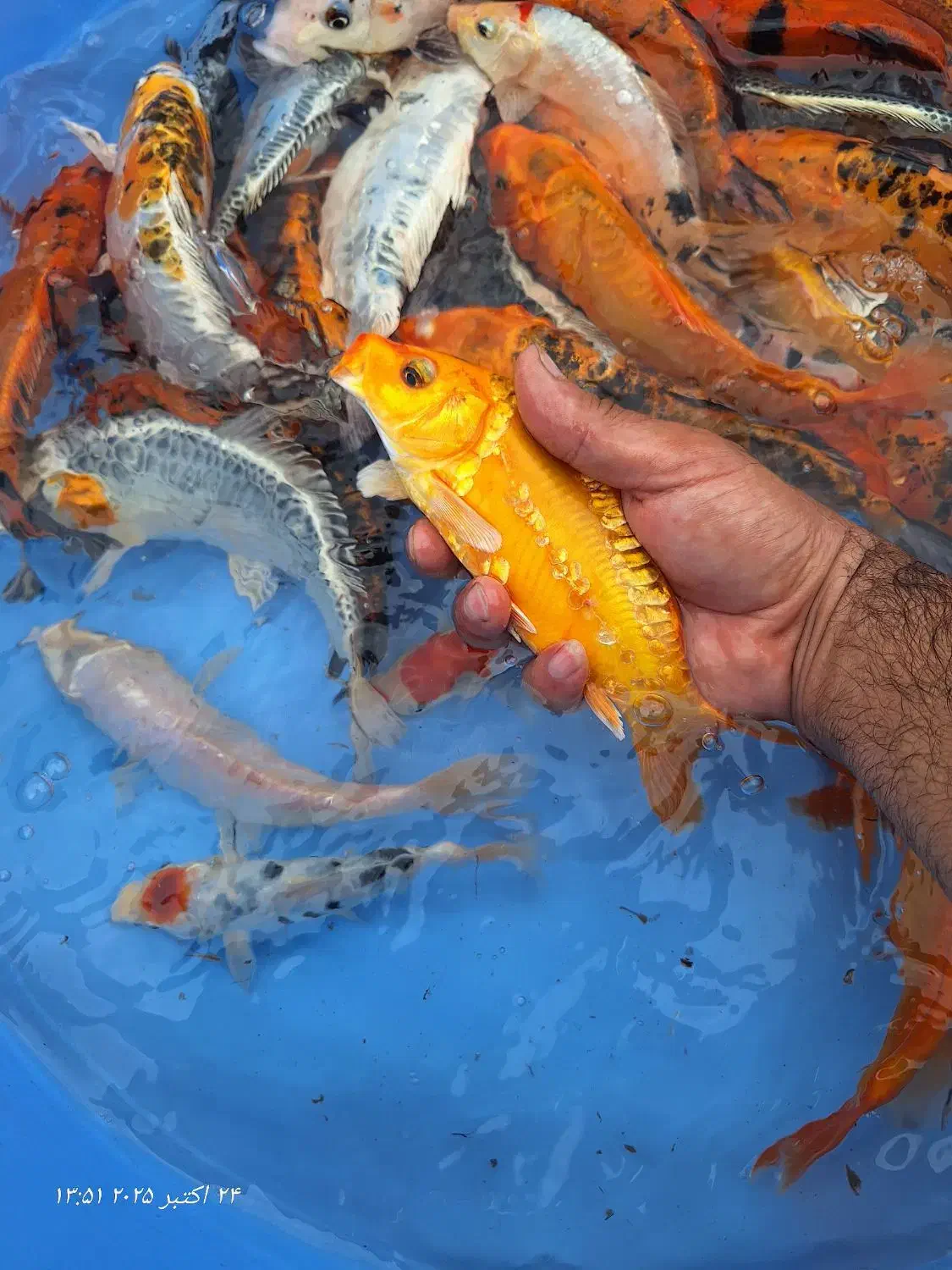 ماهی کوی ۱۵ تا ۲۵ سانت|ماهی|رشت, گیل|دیوار