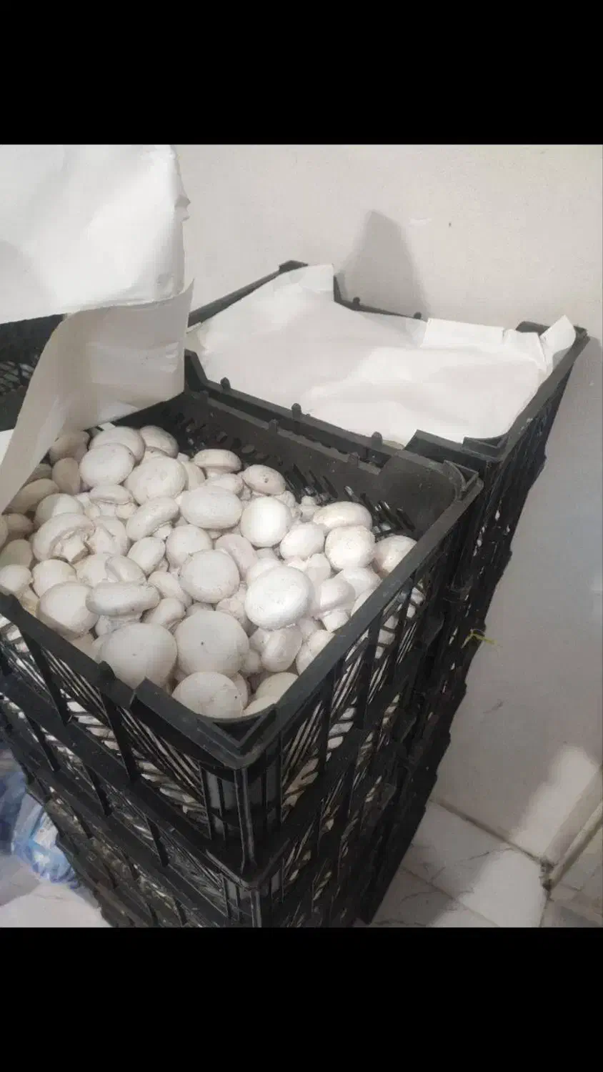 فروش قارچ|عمدهفروشی|کرمانشاه, |دیوار