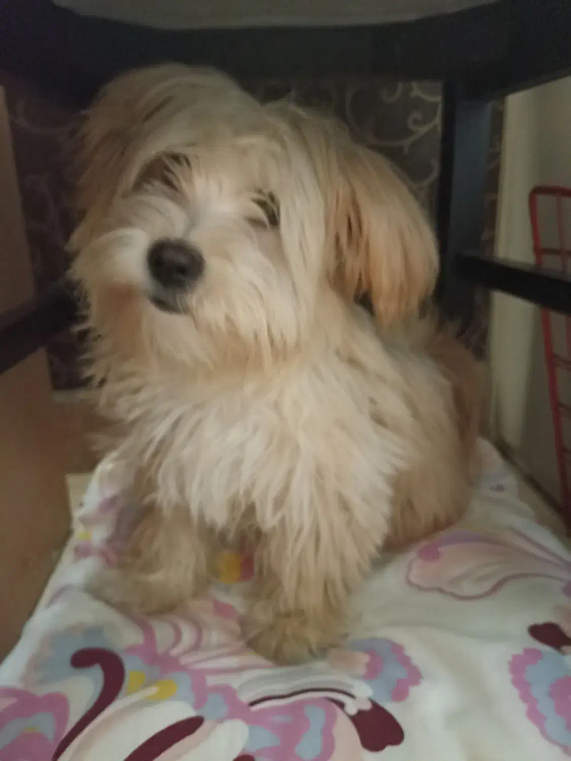 واگذاری پودل کراس|سگ|تهران, سلسبیل شمالی|دیوار