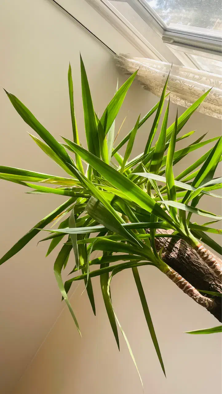 یوکا|گل و گیاه طبیعی|تهران, تهرانپارس غربی|دیوار