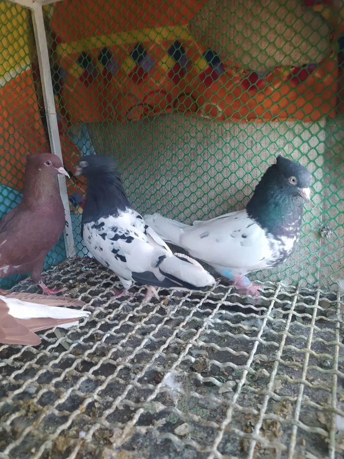 دوچفت نروماده جوان کله سیاه وسرخ دم سفید|پرنده|بهبهان, |دیوار