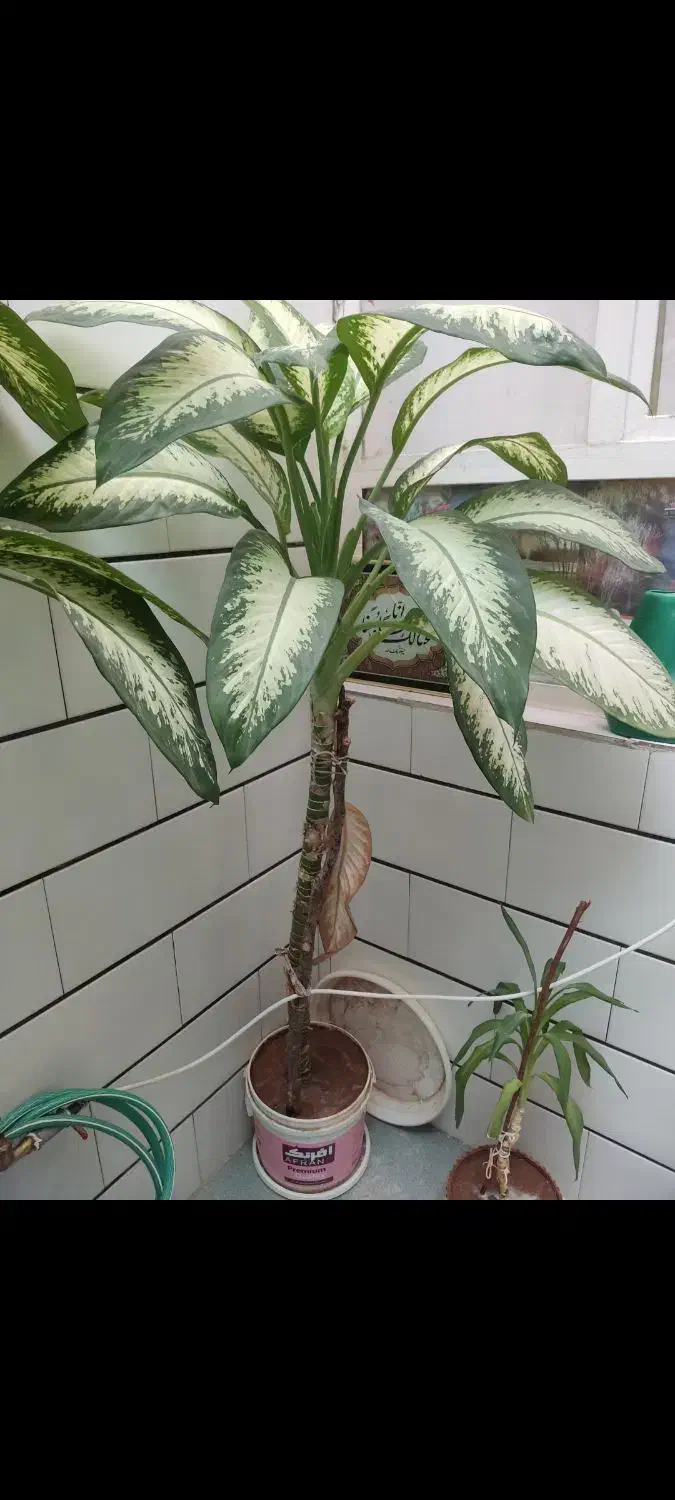 گل دیفن باخیا|گل و گیاه طبیعی|شهرکرد, |دیوار