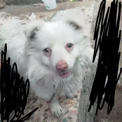 سگ پامر روباهی 3تومن|سگ|خرم‌آباد, |دیوار