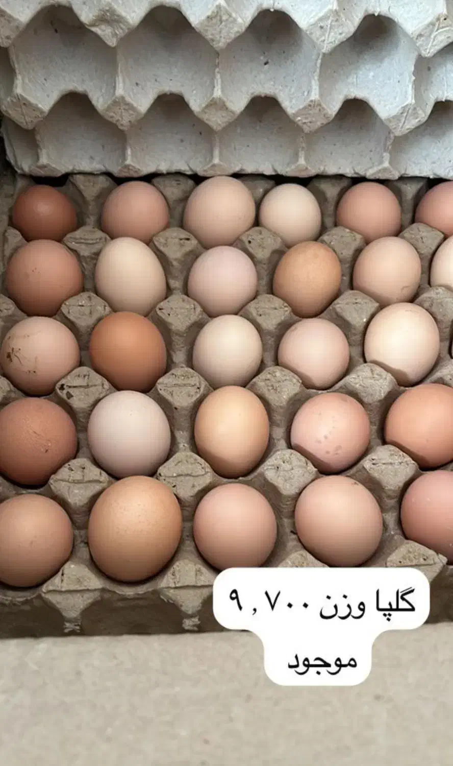 تخم مرغ بومی گلپایگانی .عمده،جزئی ،نیسان|خوردنی و آشامیدنی|پیر بکران, |دیوار