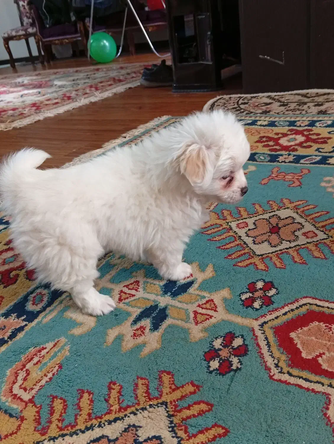 سگ پودل کراس|سگ|نیشابور, هفده شهریور|دیوار