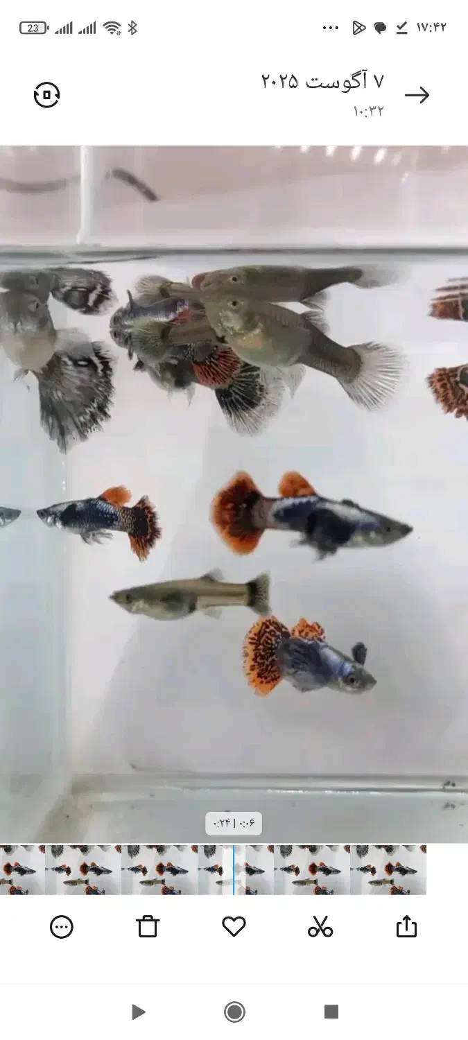 ماهی گوپی بیگ ایر|ماهی|اصفهان, ارزنان|دیوار