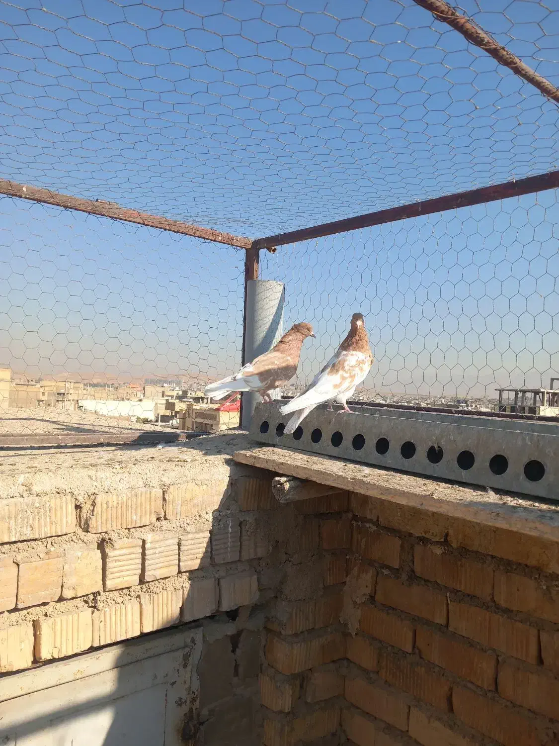 کبوتر کله زرد نر وماده|پرنده|شیراز, شهرک گلها|دیوار