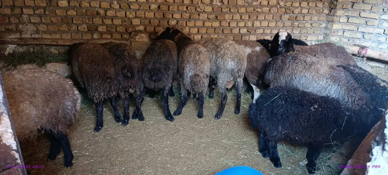 9راس بره نر 35کیلو|حیوانات مزرعه|قزوین, |دیوار