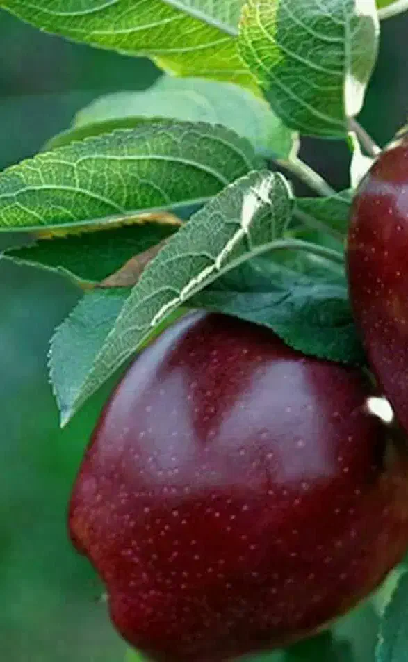 ارائه نهال سیب میراکل|خدمات باغبانی و درختکاری|خرمدره, |دیوار