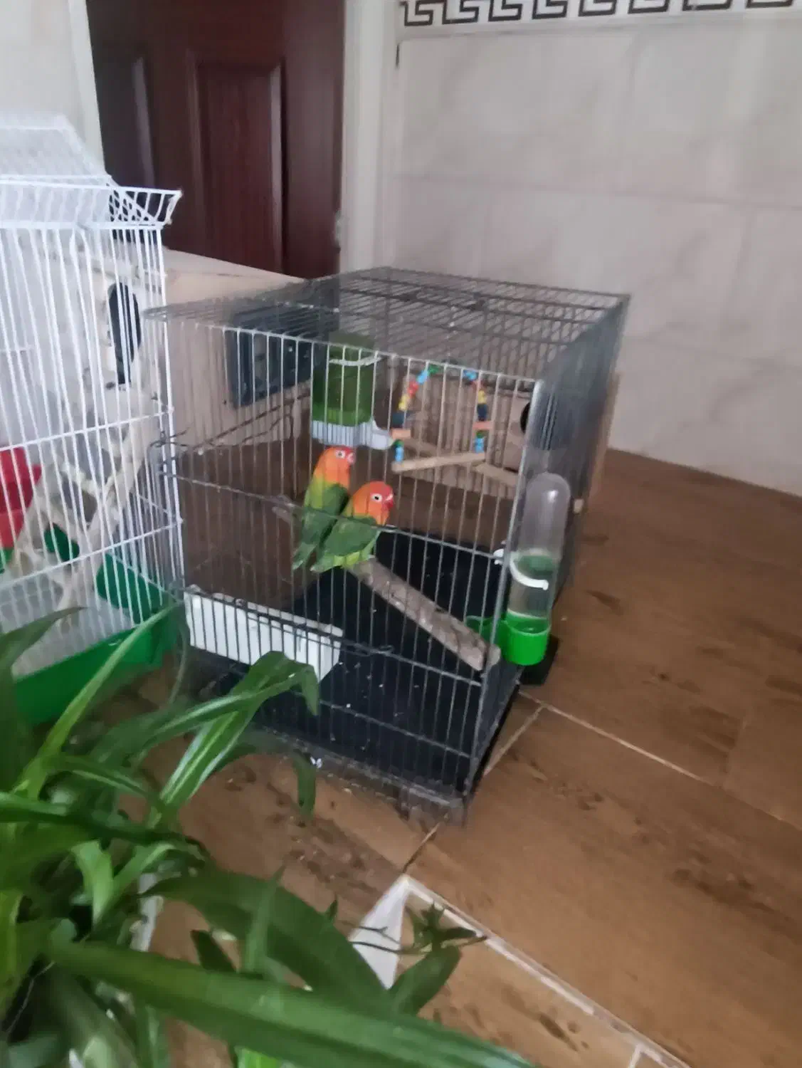 طوطی برزیلی|پرنده|قرچک, داوود آباد|دیوار